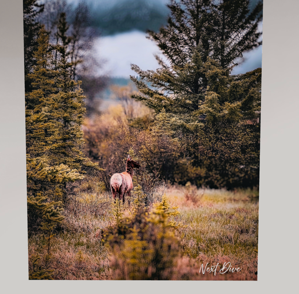 Whisper in the Wilderness