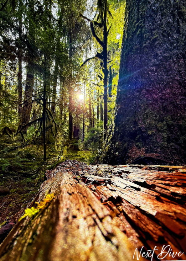 Mystical Morning