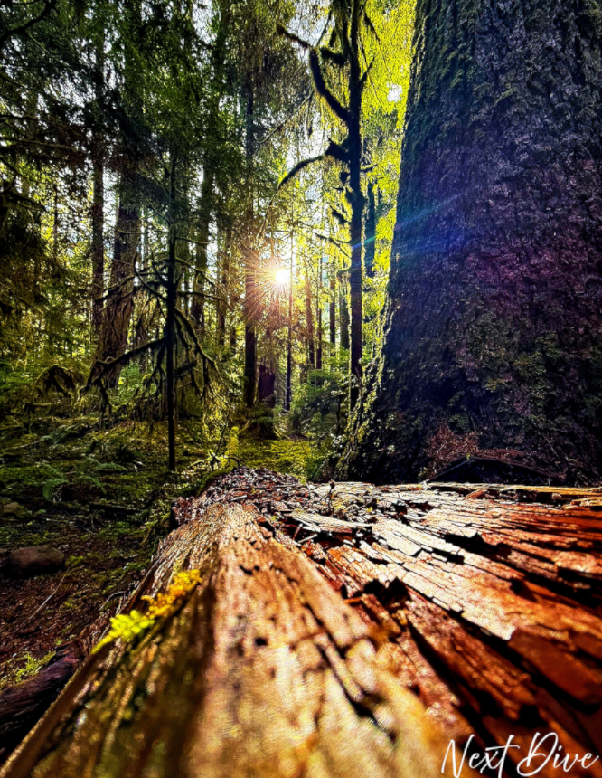 Mystical Morning