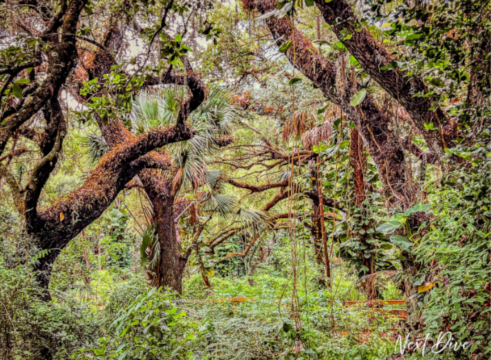 Florida Grove